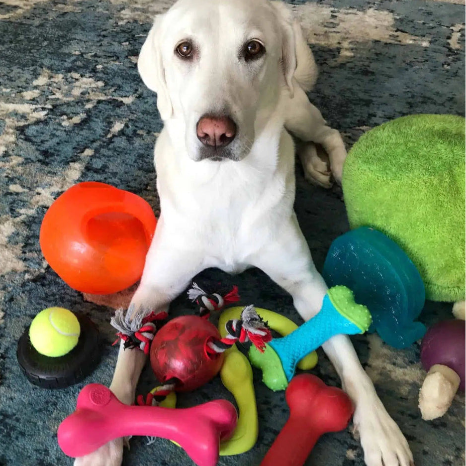 White dog surrounded by various toys on a textured carpet